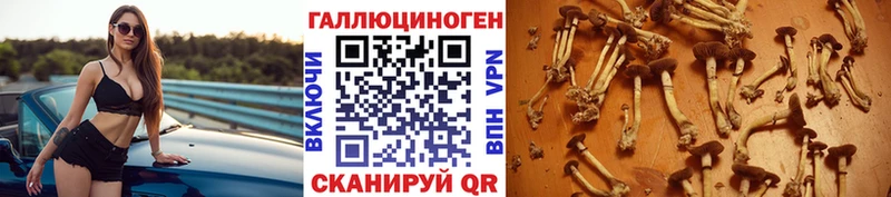 где можно купить наркотик  Майкоп  даркнет наркотические препараты  Галлюциногенные грибы GOLDEN TEACHER 