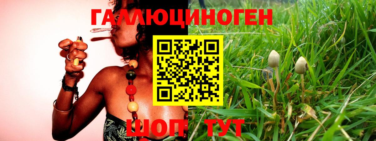 Галлюциногенные грибы Psilocybe  Вход с VPN  Майкоп 